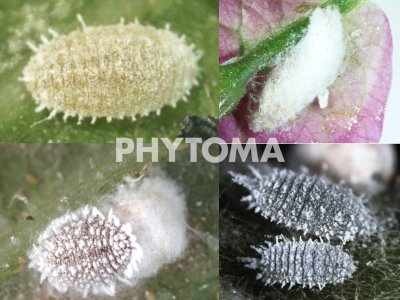 Phenacoccus peruvianus